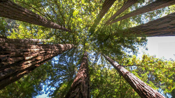 How Our Tree Care Process Works  in  Yarrow Point, WA